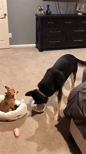 Dogs playing nice!😅😉