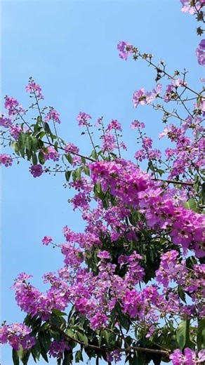 Bloom Season🌸 Queen's Crape Myrtle or Pride of India #floraofindia #flowers