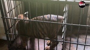 Rare Sumatran tiger cub born in Indonesian zoo