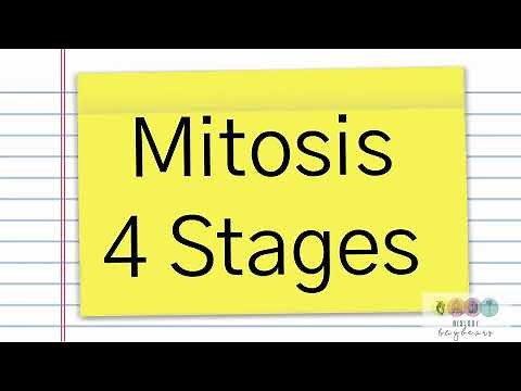 Leaving Cert Biology Mitosis-Basic Summary.