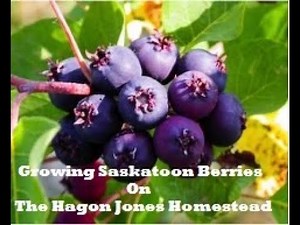 Growing Saskatoon Berry from seed @ The Hagon Jones Homestead