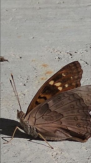 The Moth looking butterfly