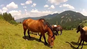 19K views · 500 reactions | Fried Chicken Memes on Reels | Facebook