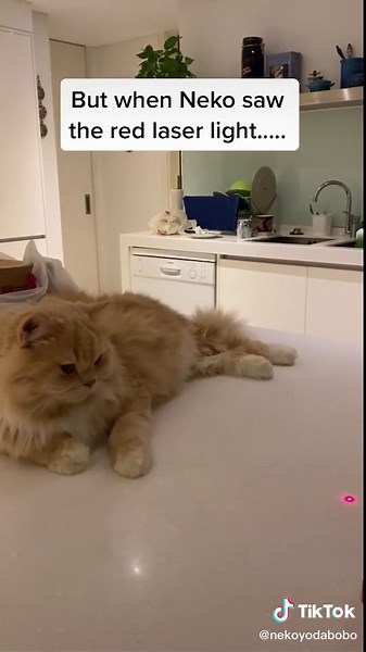 Cats Playing with Red Laser Light