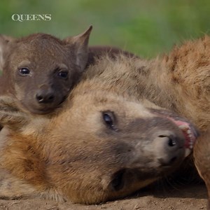 15K views · 663 reactions | Hyenas are known for their cackling—but watching these cubs gives *us* the giggles. 來 Here's a fun hyena fact to share with your family: Male cubs eventually leave to find mates, but females remain with the clan. #NatGeoQueens is now streaming on Disney+ and Hulu. | National Geographic Kids | Facebook
