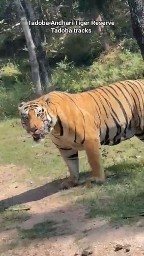 Tadoba Andhari Tiger Reserve #shorts