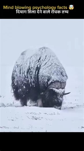 Weird Facts About Arctic Wolf 🐺🐺 #shorts #youtubeshorts #ytshorts