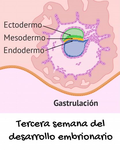 Desarrollo Embrionario: La Tercera Semana Clave