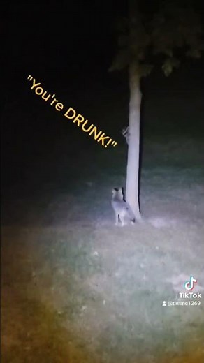 COYOTE VS. RACCOON #coyote #raccoon #weavethecoyote #johnnyringtail ##battleroyale #mma