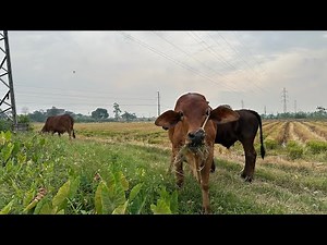 Con bò, Chú bò vàng , Nhạc thiếu nhi vui nhộn