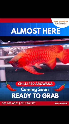 The Finest Chili Red Arowana - Unmatched Quality. Arriving Soon. | Royal Aquarium & Pet Accessories