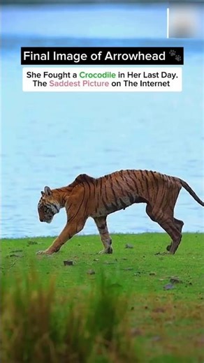 Interesting Facts About Arrowhead Tigress #shorts #facts #tiger #cuteanimals #cutebaby