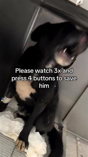 NEW UPDATE 💔The poor boy we rescued after he was run over.Donations have slowed. Link in bio