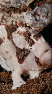 2.3K views · 27 reactions | From a dramatic yawn to a slow, wobbly walk, this white warty frogfish brought all the character. Clumsy yet perfectly camouflaged, it’s one of the ocean’s most captivating oddballs. Filmed by underwater videographer Kolin Hansen @gettingsalty while diving in Anilao - Philippines. | Shearwater Research | Facebook