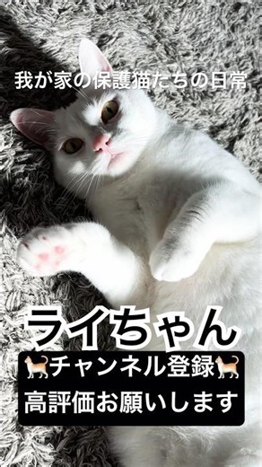我が家の #猫たちの日常 #チャンネル登録お願いします #shorts #youtube #保護猫 #毎日投稿チャレンジ