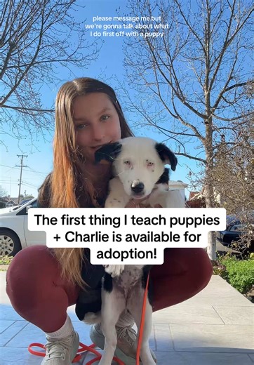 Essential Puppy Training: Teaching Marker Words First