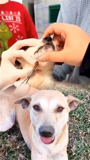 A dog gets a huge botfly stuck in its throat, a doctor easily removes it with tweezers