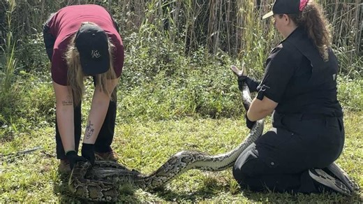 PYTHON BE GONE: New efforts to combat Florida's python problem
