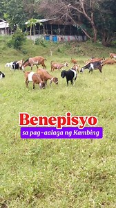 15K views · 564 reactions | Benefits of goat farming #farmlife #goatfarmingtips #kambing #goatfarmingbusiness | Jack E. Vagbaga | Facebook