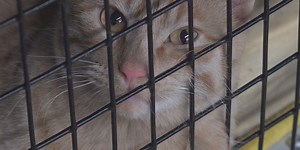 It’s National Pet Adoption Weekend! Here’s where to find deals in and near Atlanta