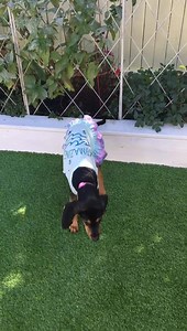 220 reactions · 79 comments | uh-oh ~ get out of mommy’s garden pwease ~ I love you ~ Lacy from Sebastian Cabot it's a Family Affair ❤️ | Sebastian Cabot it's a Family Affair | Facebook