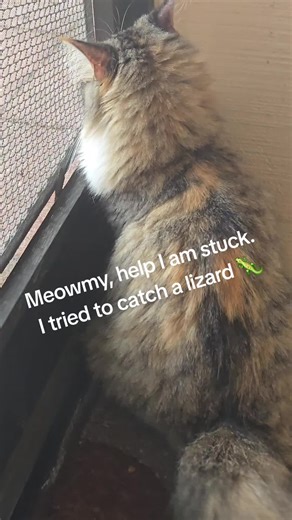 I heard a smack...she must have been trying to get a lizard. #catsoftiktok #cats #catlovers #cat