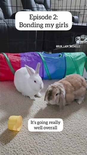 Bonding my female bunnies, hoping they will be besties #bunny