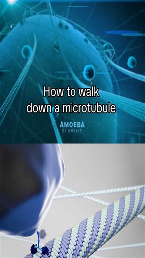 Dr. Xanthine on Instagram: "what's your favorite neurotransmitter? source footage from That Chemist Tiny Motor Proteins, Dr. G Bhanu Prakash Animated Medical Videos Molecular Motors : Kinesin, Dynein and Myosin (Animation), Single Cell Animation Kinesin: The Motor Protein That Powers Your Cells!, Kelly Frankel Locomotion of the Kinesin Motor Molecule, Thom Leach Kinesin Walking Animation | 3D Molecular Motor with Cargo review from Hayashi K, Sasaki K. Number of kinesins engaged in axonal cargo t