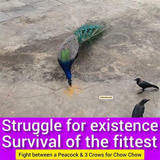 Struggle for ಚೌಚೌ Peacock & Crow ಮಧ್ಯೆ Struggle for Existence, Survival of the fittest