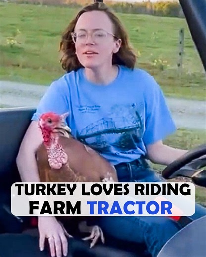 8.4K views · 500 reactions | Cornbread is obsessed with the farm's tractor. He'll Squawk at Sarah to pick him up and take him for a ride. Together they live their best farm lives and she could not imagine life without him #turkey #farmlife #cuddlebuddies | Cuddle Buddies | Facebook