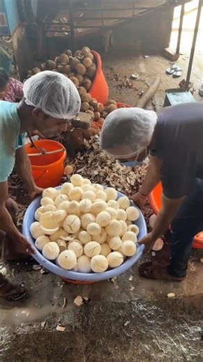 How Coconut Powder Is Made 🥥 | Factory & Homemade Process