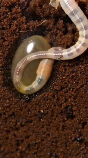 Earthworm Life Cycle | Ultra-Realistic AI Time-Lapse From Egg to Adult