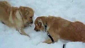 39K views · 337 reactions | They're having so much fun! | Rumble | Facebook