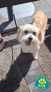 8.3K views · 105 reactions | ❤️漏 A BIG tail-wagging thank you to...