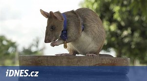Veterinární charita vyznamenala krysu za hledání nášlapných min v Kambodži - iDNES.cz