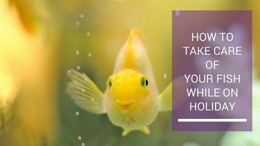 Fish Care While on Vacation