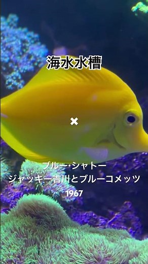 海水水槽✖ #ブルーシャトー #ジャッキー吉川 #ブルーコメッツ / #青い瞳 #青い渚 #何処へ #マリアの泉 #井上忠夫 #昭和歌謡 #グループサウンズ