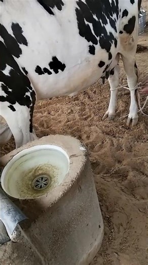 Satisfying Cow Milking Machine Process🐄 #shorts #dairy #farm #dairycows #dairyfarmers #milkproducers