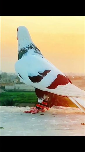 Unbelievably Beautiful Pigeon 🕊️✨ | Rare & Stunning Bird 😍