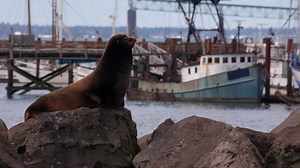 Love 'em Or Hate 'em, Sea Lions Raise Concerns On The Columbia