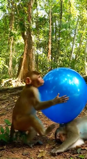 Funny Monkey Balloon Prank 😂 | Sleeping Monkey Gets Scared | Jungle Comedy Short #animalshorts