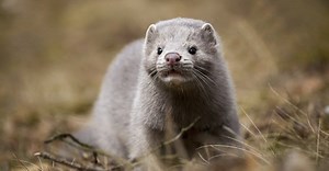 Mink Vs Muskrat: What Are The Differences?