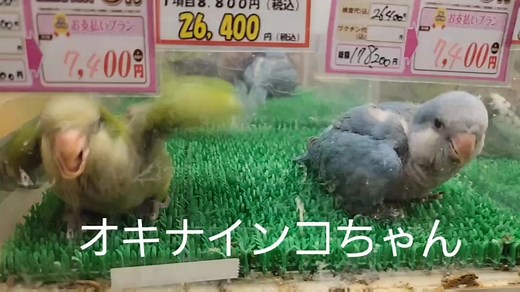 #CapCut #オキナインコ#鳥好きさんと繋がりたい #動物大好き #インコ雛#ひごペットフレンドリー #いこらもーる泉佐野店