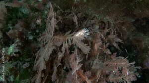 Hydroid on seaweed in underwater Barents Sea. In addition to abundance of marine life, seabed is also distinguished by variety of landscapes, including sandy.