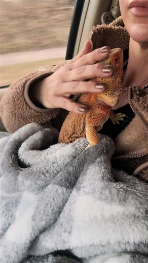 She went psycho in the car and had to be talked to #primrosethebeardie🌺🦎