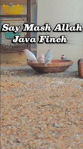 java finch beauty 🤩#birds #birdlovers #javafinch