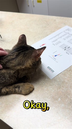 Kenny reads over his new blood report 😼