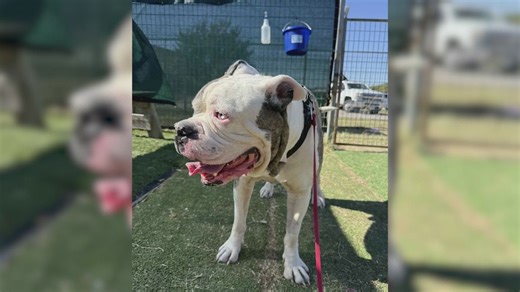 Bulldog and Mastiff mix named Buddy gets adopted! | Forgotten Friends