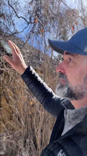 Insect Pests of Virginia Creeper Vines in Calgary