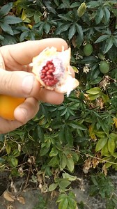 14K views · 451 reactions | La Passiflora caerulea. Crece por...